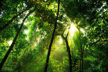 Tropical primary forest in PHONGNHA, QUANGBINH, VIETNAM