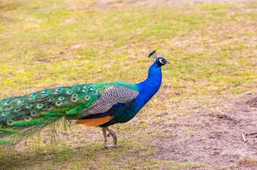 Beautiful peacock portrait