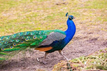 Beautiful peacock portrait