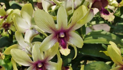 Fototapeta premium Yellow and purple orchid bloom Dendrobium Changi Airport hybrid
