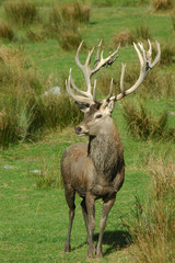 20-point stag