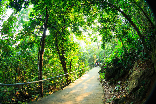 Tropical primary forest in PHONGNHA, QUANGBINH, VIETNAM