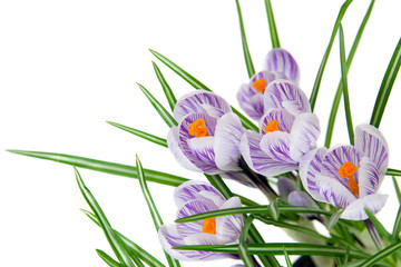Few flowers of blooming crocus