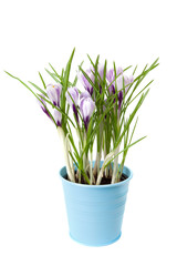 Сrocus in flowerpot