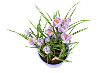 crocus flowers,top view, isolated on white background