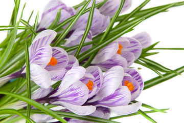 blooming crocuses on a white background