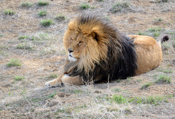 The Lion, once common in many areas of North America, Africa and Asia is now an endangered species, threatened in its native range with only a fraction of its original population remaining