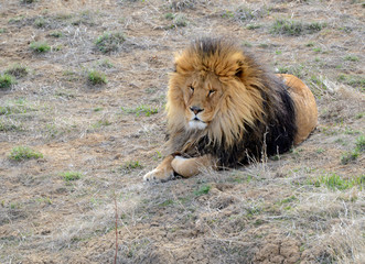 The Lion, once common in many areas of North America, Africa and Asia is now an endangered species, threatened in its native range with only a fraction of its original population remaining