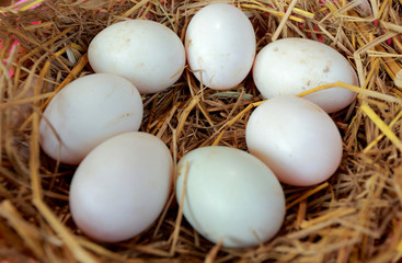 fresh eggs just laid on a straw.
