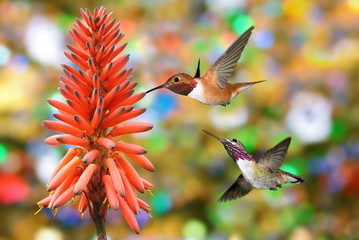 Hummingbird Violet Sabrewing with tropical flower