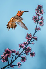 Rufous Hummingbird over bluer sky background