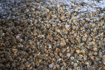 spotted babylon shellfish top view