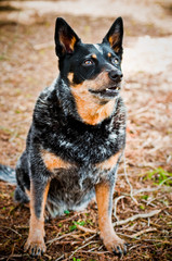 Obedient Blue Heeler Happy to Be Outside