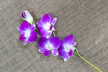 Beautiful purple orchid flowers