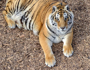 The Tiger, once common in many areas of Asia, Russia and the middle east, has become an endangered species, threatened in its native range with only a fraction of its original poulation remaining