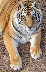 The Tiger, once common in many areas of Asia, Russia and the middle east, has become an endangered species, threatened in its native range with only a fraction of its original poulation remaining