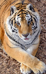 The Tiger, once common in many areas of Asia, Russia and the middle east, has become an endangered species, threatened in its native range with only a fraction of its original poulation remaining
