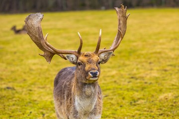 Fallow-deer in outdoor