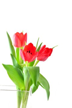 Tulip. Red tulips, bouquet of tulips.