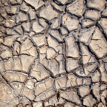 Cracked Dry Earth