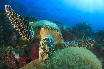 Obraz premium Hawksbill Sea Turtle 