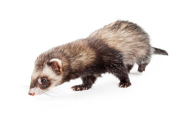 Adorable Pet Ferret Sniffing Floor