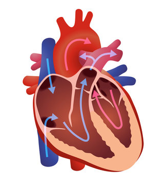 diagram of human cardiac structure, the heart, vector illustration