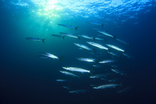 Barracuda fish in ocean