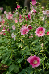 Fototapeta na wymiar flower in formal garden