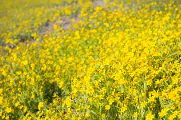 fresh yellow flower blooming in garden