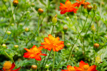 Cosmos in formal Garden