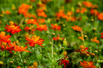 Cosmos in formal Garden