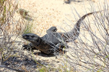 Head monitor, Australie