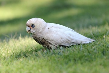 Little Corella, Australie