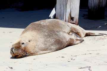 Naklejka premium Lion de mer, Australie