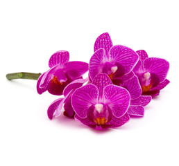 Orchid flower head bouquet  isolated on white background cutout