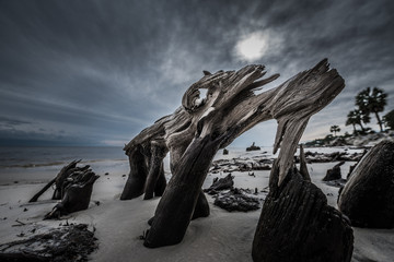 Dramatic Clouds Cypress Tree roots Carabelle Beach Florida