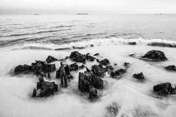 Cypress Tree roots Carabelle Beach Florida Black and White