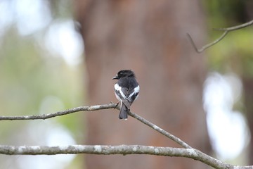 Scarlet robin male, Australie