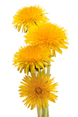 Naklejka premium Dandelion flower isolated on white background cutout