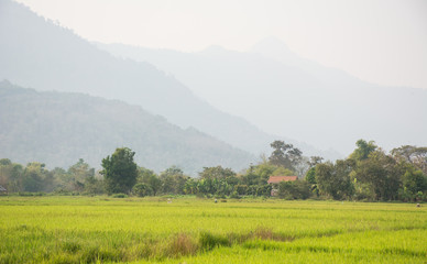 Fototapeta na wymiar green rice field and mountain