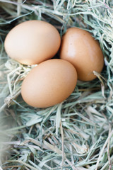 eggs in nest