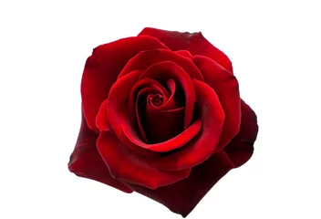 Fototapeten rote Rose isoliert © ksena32