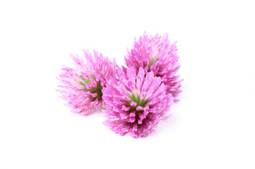 Red clover flowers.