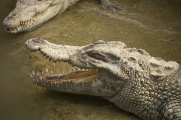 Big wild crocodile in Vietnam