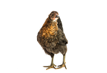young chicken isolated