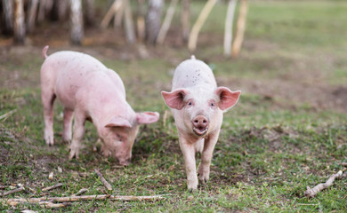 pig's children on farm