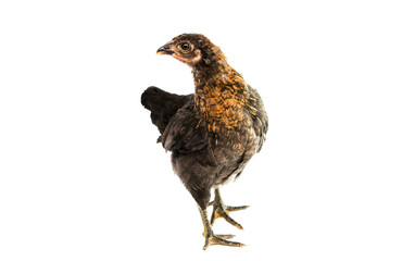 young chicken isolated