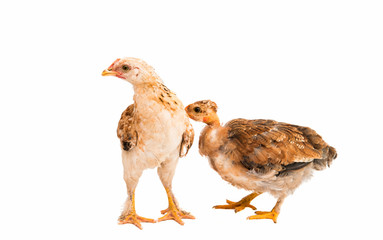 young chicken isolated