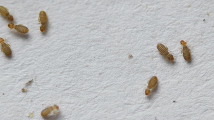 booklice magnification 10x colony smaller